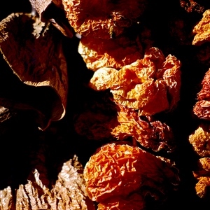 Fruits qui sèchent sur des fils - Turquie  - collection de photos clin d'oeil, catégorie plantes